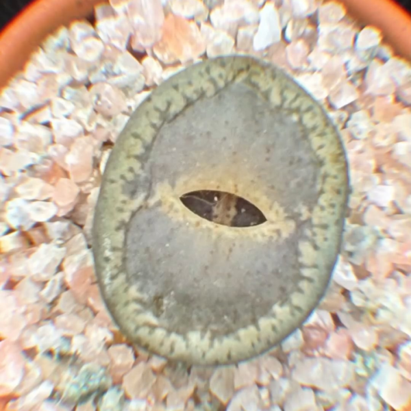 260129 Ningning Instagram Story Update