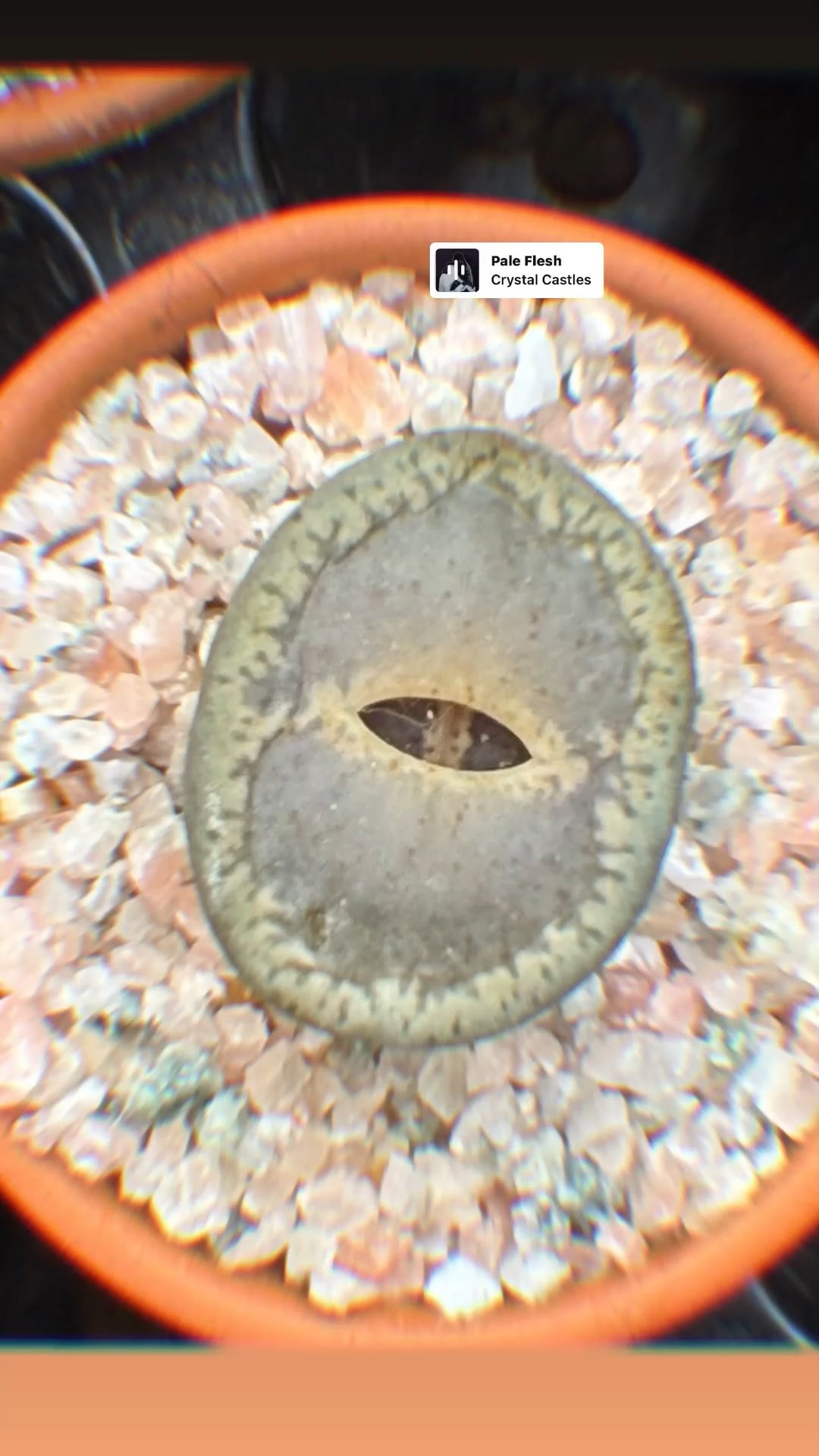 260129 Ningning Instagram Story Update