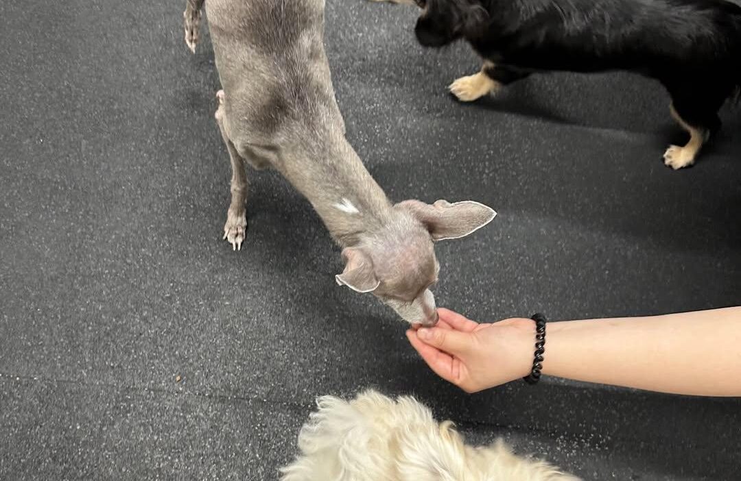 260820 Winter Instagram Story Update with Cooper, Pponyo & Seven