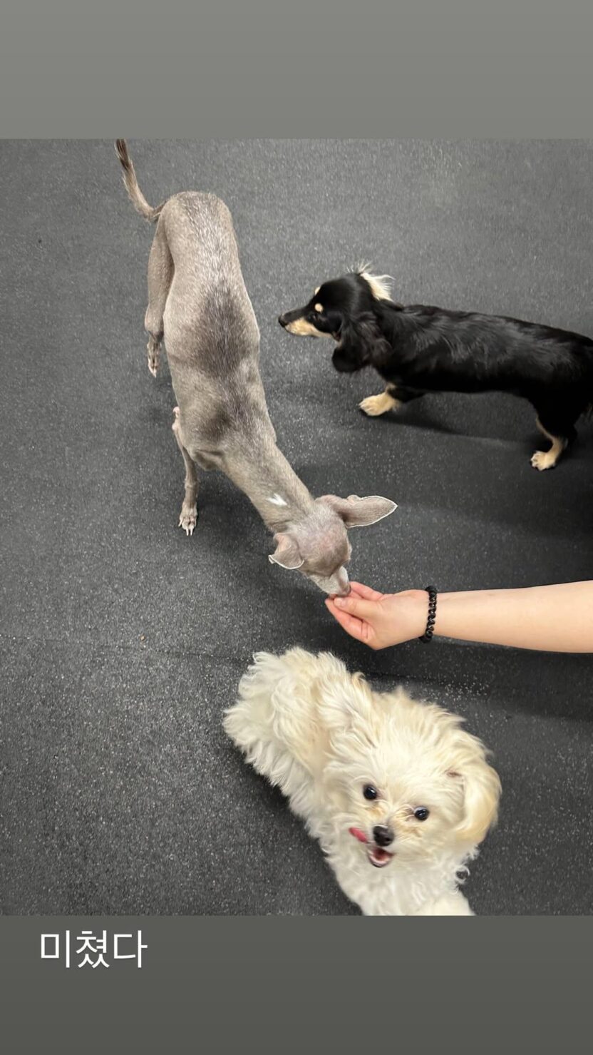 260820 Winter Instagram Story Update with Cooper, Pponyo & Seven