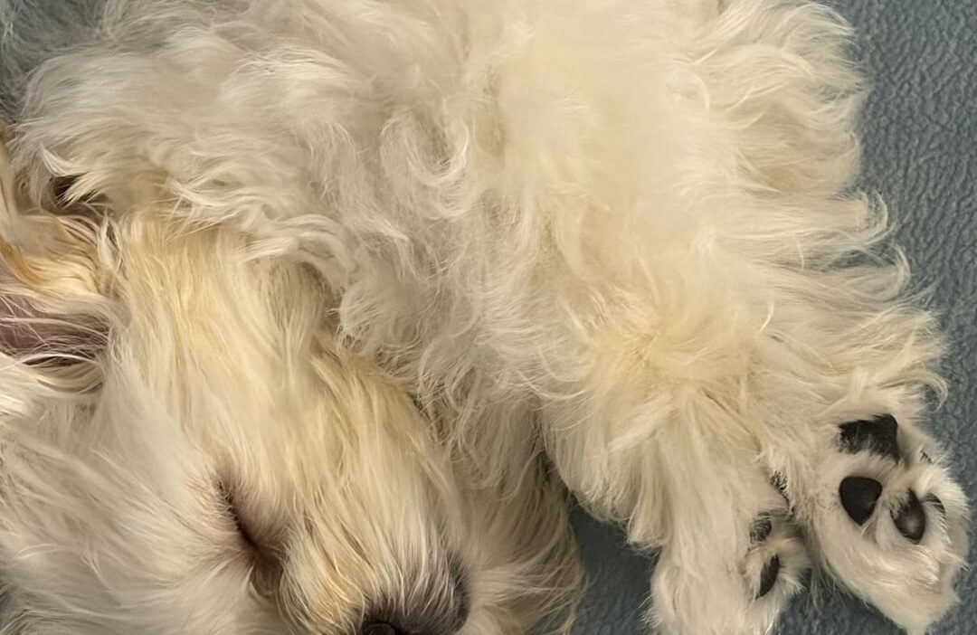 260818 Cho Eunbee Makeup Artist Instagram Story Update with Pponyo